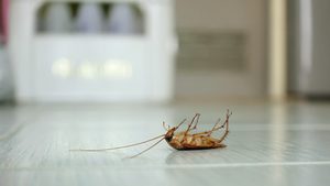 pest control